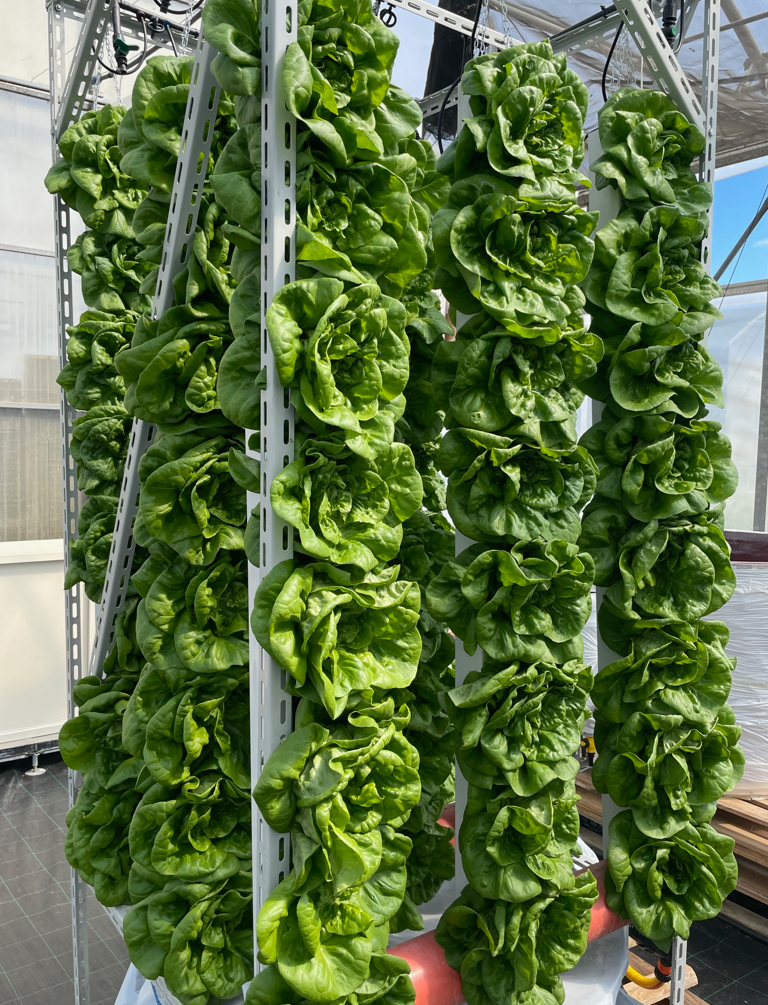 Vertical tower cultivation of lettuce in an aquaponic system